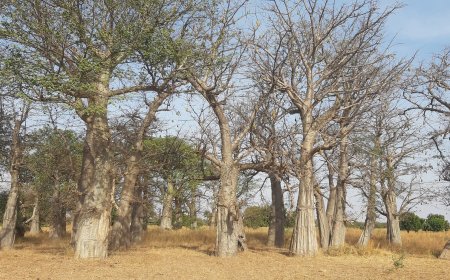 Adaptation Policies, Strategies, Initiatives, and Actions in Senegal: Gaps, Challenges, and Opportunities for Locally-Led Adaptation