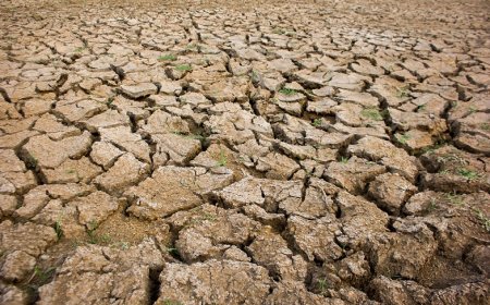 Local Solutions, Global Impact: Climate Adaptation in West Africa