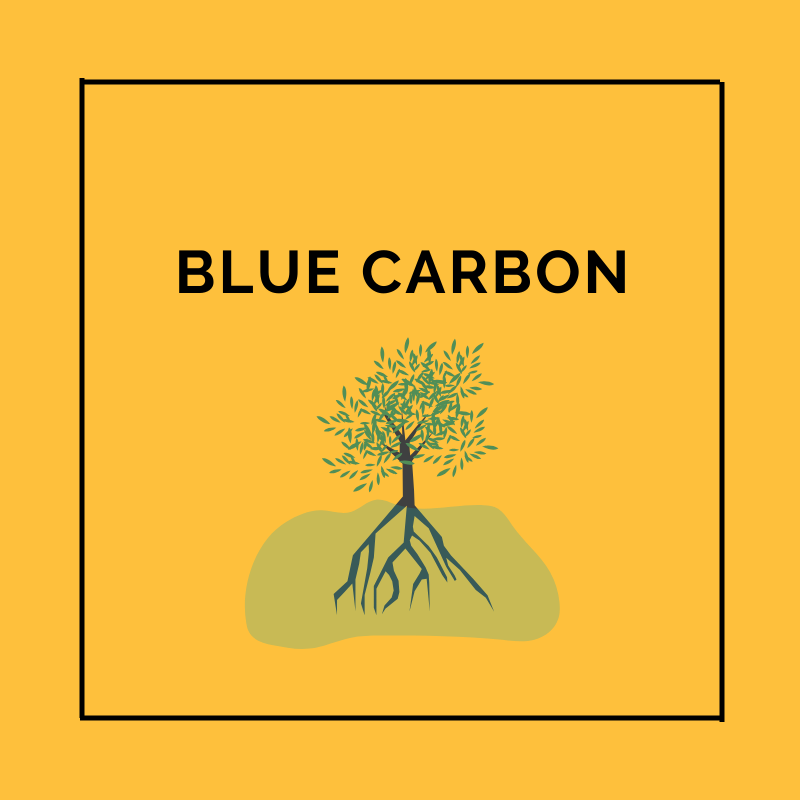 Blue Carbon