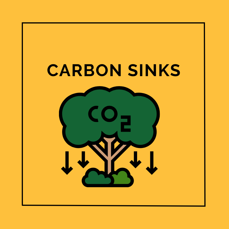 Carbon Sinks
