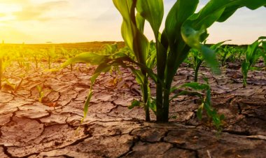 Digitale Identität und finanzielle Inklusion (EN)