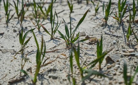 Implications of major decisions at COP26 for African countries and the outlook for COP27 in Egypt