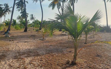 Case Studies on Climate Adaptation in West Africa