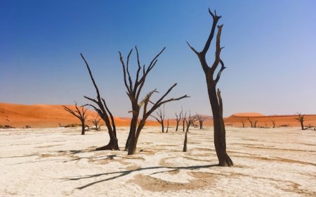 Handelsdynamik zwischen der EU und Afrika: Herausforderungen der AfCFTA (EN)