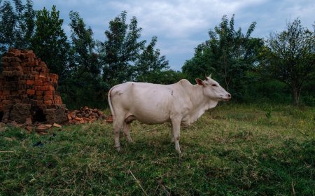 Methane mitigation in agriculture: A call for sustainable action at COP29 and beyond