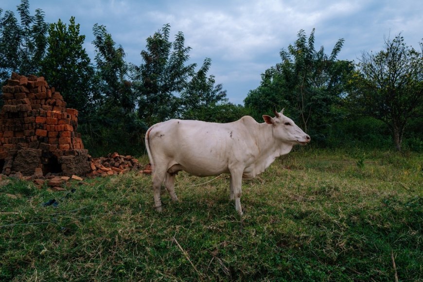 Methane mitigation in agriculture: A call for sustainable action at COP29 and beyond