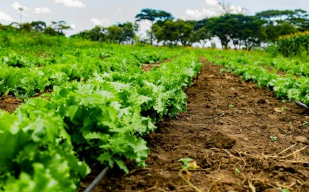 Strengthening partnerships for sustainable agrifood system development in Africa