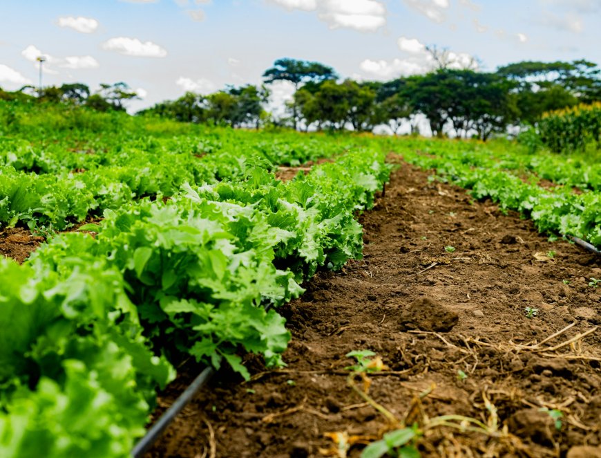 Strengthening partnerships for sustainable agrifood system development in Africa