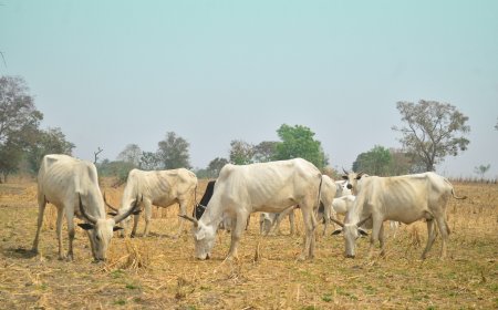 Mainstreaming Climate Action into Agriculture and Food Security in Nigeria
