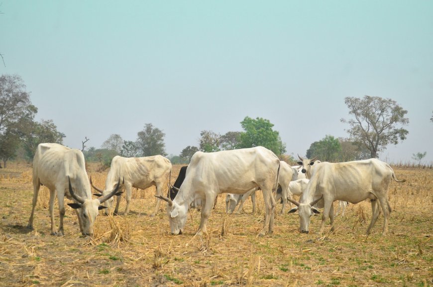 Mainstreaming Climate Action into Agriculture and Food Security in Nigeria