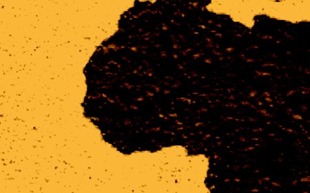 Navigating exodus: youth external mobility, the ‘Japa’ phenomenon and economic resilience in West Africa