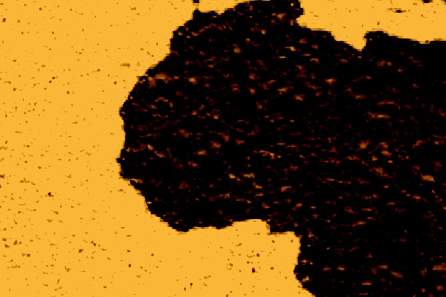 Navigating exodus: youth external mobility, the ‘Japa’ phenomenon and economic resilience in West Africa