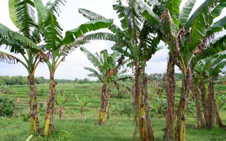 Climate Smart Agriculture Technologies and Youth Employment in Ghana