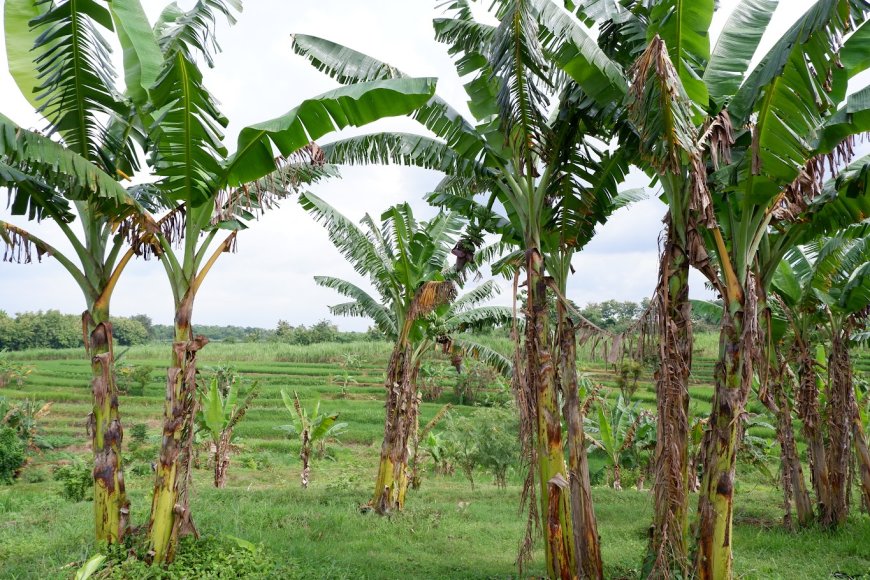 Climate Smart Agriculture Technologies and Youth Employment in Ghana