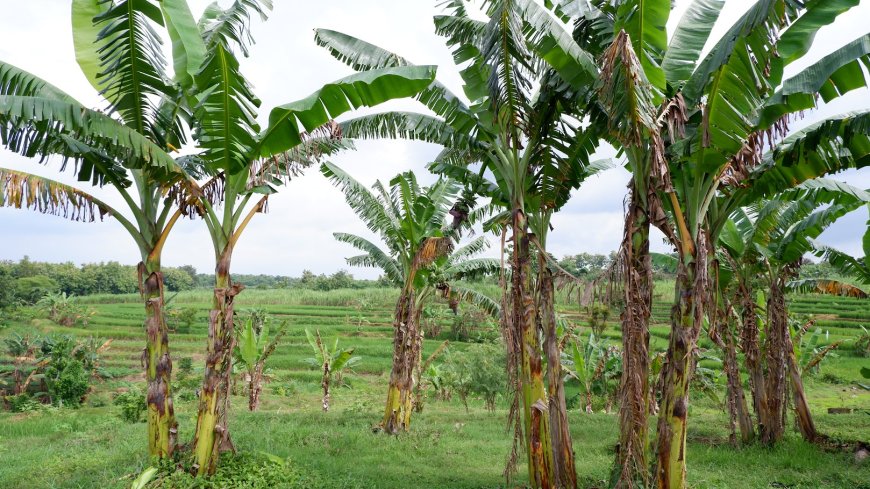 Climate Smart Agriculture Technologies and Youth Employment in Ghana