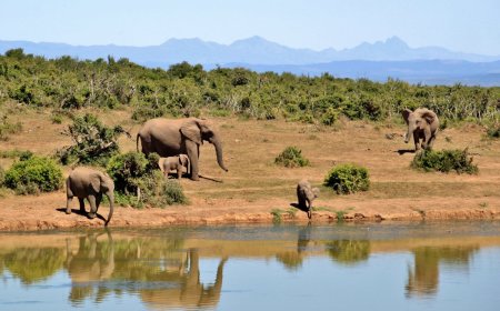 Climate Finance in Africa