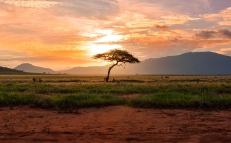 A country-platform playbook for scaling adaptation finance