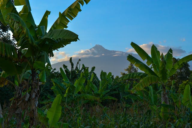 Green Vegetation