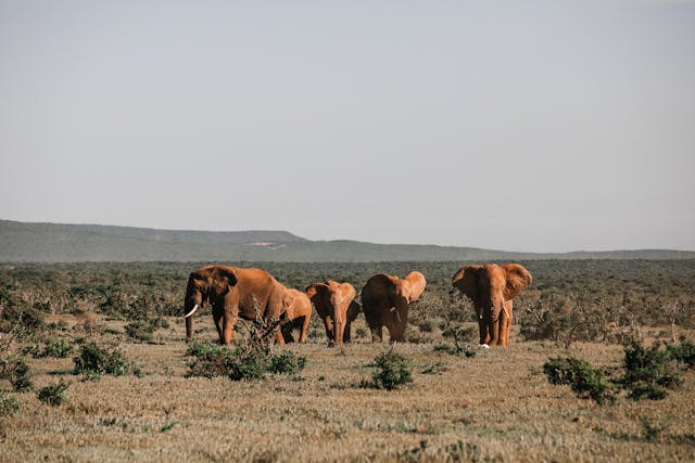 A Forest in Africa with Elephants