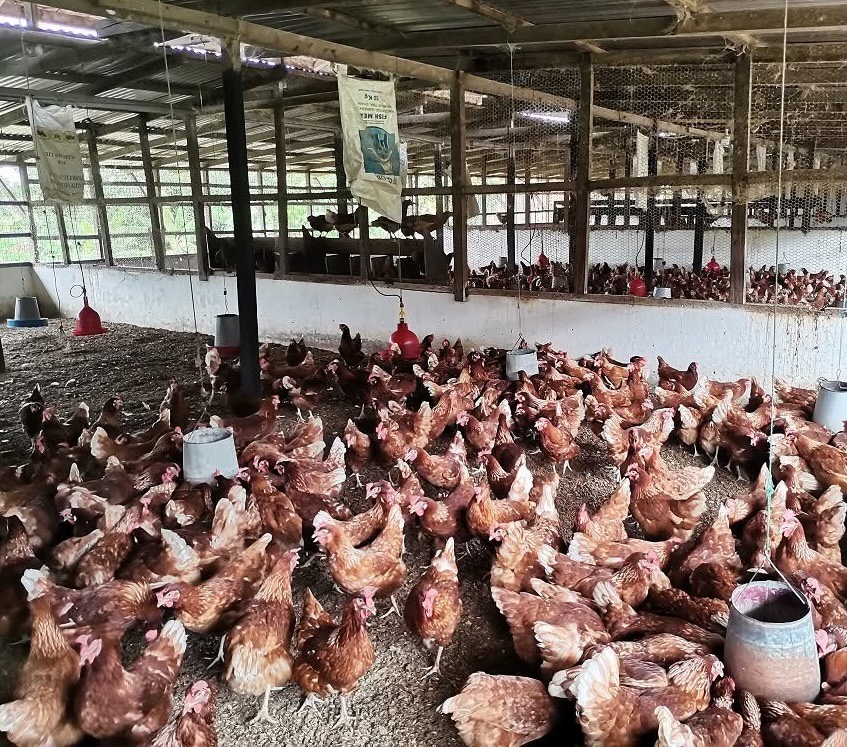 Men standing on a roof with solar panels Description automatically generated