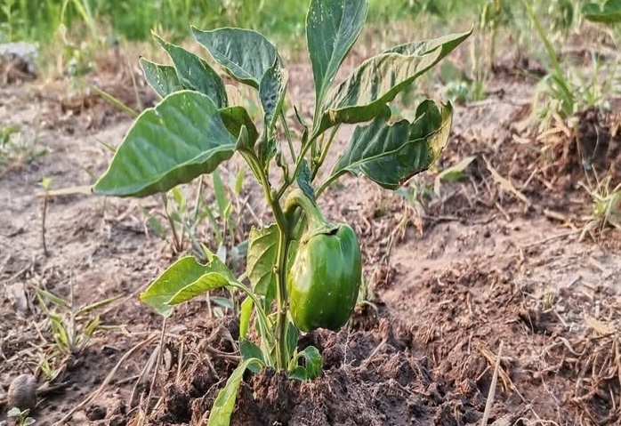 Men standing on a roof with solar panels Description automatically generated